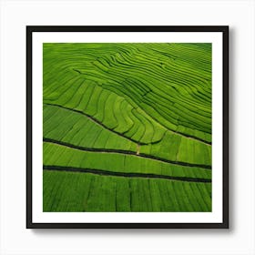 Rice Fields In Vietnam Art Print