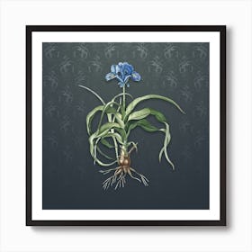 Vintage Iris Scorpiodes Botanical on Slate Gray Pattern n.2247 Art Print