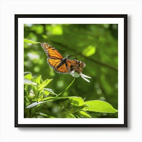 Monarch Butterfly - Monarch Butterfly Stock Videos & Royalty-Free Footage Art Print