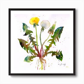 Watercolor Botanical Sketch Of A Dandelion Square Art Print