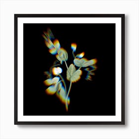 Prism Shift White Pea Flower Botanical Illustration on Black n.0036 Art Print