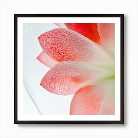 Water Droplets On A Flower 1 Art Print