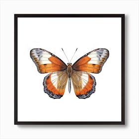 Butterfly 34 Art Print