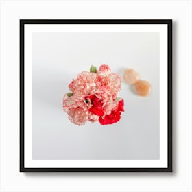 Carnations Botanical Photography Art Print