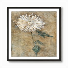 Chrysanthemum Art Print