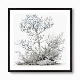 Coral Tree Art Print