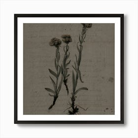 Two Flowers Art Print