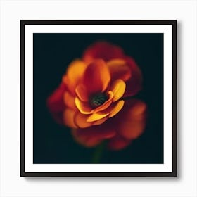 Orange Flower Art Print