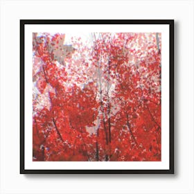 Maple (SQUARE) Art Print