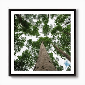 Tall Trees In The Forest Art Print
