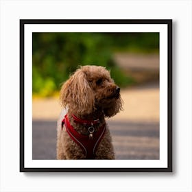 Poodle On The Road Art Print