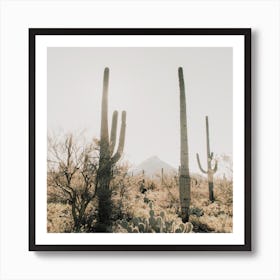 Sonoran Desert Square Art Print