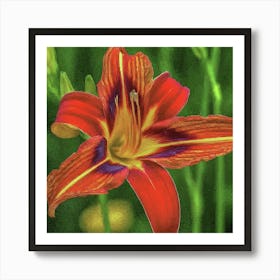 Red Lily Art Print