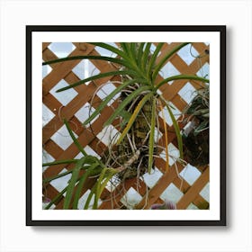 Hanging Plants Art Print