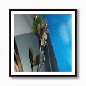 Khat tree Art Print