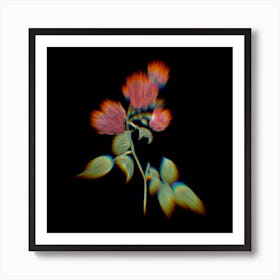 Prism Shift Red Cabbage Rose in Bloom Botanical Illustration on Black Art Print