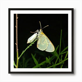 Butterfly 1 Art Print