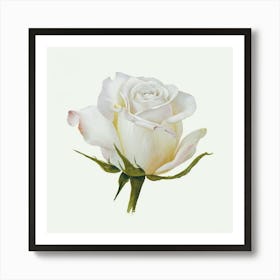 White Rose Art Print