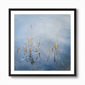 Reeds In Water Poster