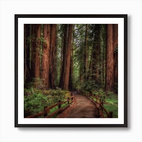 Redwood Forest Art Print