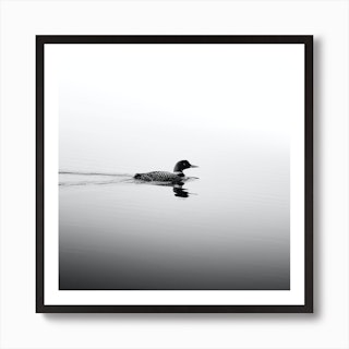 Square Black And White Photograph Of A Common Loon Swimming On A Calm Lake In Northern Minnesota Art Print