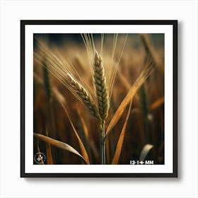 Wheat In The Field Art Print