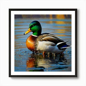 Mallard Duck 5 Art Print