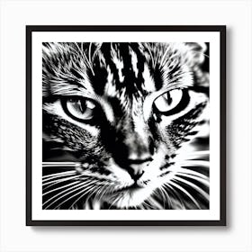 Black And White Cat 2 Art Print