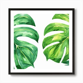 Monstera Leaves Art Print