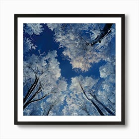 Frosty Forest Art Print