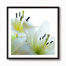 White Yellow Lilies Art Print