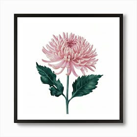 Pink Chrysanthemum Art Print