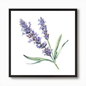 Lavender Flower Watercolor Illustration 3 Art Print