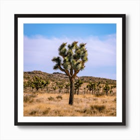 Joshua Tree Square Art Print