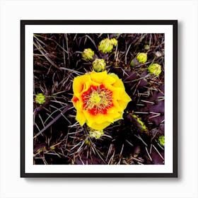 Cactus Flower Art Print