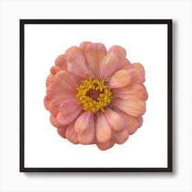 Beautiful Flower design Art Print