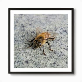 Bee On A Rock Art Print