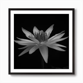 Black And White Lotus Flower Art Print