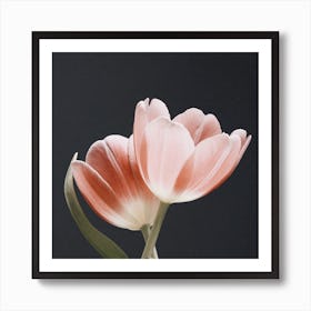 Soft Pink Grey Bg Dsc1915 Art Print