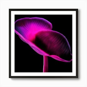 Purple Calla Lily Art Print