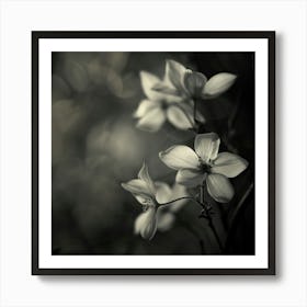 Lilys In Black And White Art Print