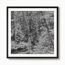 Untitled Photo, Possibly Related To Lewis And Clark National Forest, Meagher County, Montana, First Snow Art Print