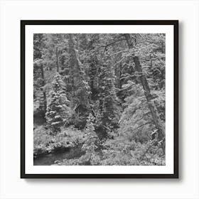 Untitled Photo, Possibly Related To Lewis And Clark National Forest, Meagher County, Montana, First Snow Affiche