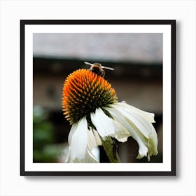 Bee On A Flower  Color Nature Photography Square Art Print