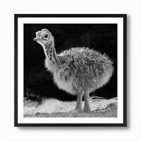 Ostrich Baby II Art Print