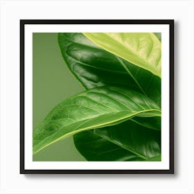 Close Up Of Green Leaves Art Print