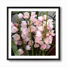 Pink Orchids 4 Art Print