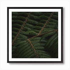 Fern 3 Art Print