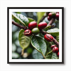 Coffee Beans On A Tree 48 Art Print