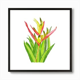 Vibrant pink and green Heliconia Tropical Flower and leaves in Watercolor Art Print